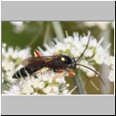 Ctenichneumon panzeri - Schlupfwespe m03a 12mm - OS-Hellern-Wiese-fdet02.jpg